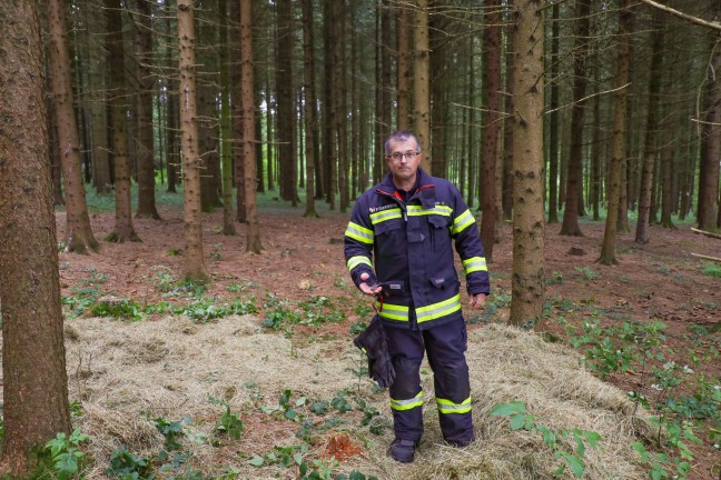 Streng geheimer Einsatz: Elch "Emil" bei Sattledt betubt und im Bhmerwald wieder ausgesetzt