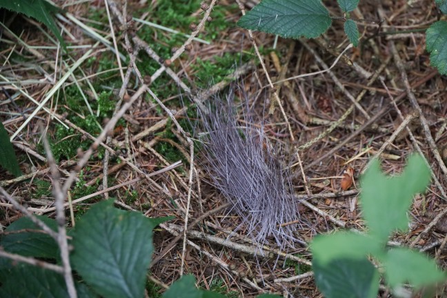 Streng geheimer Einsatz: Elch "Emil" bei Sattledt betubt und im Bhmerwald wieder ausgesetzt