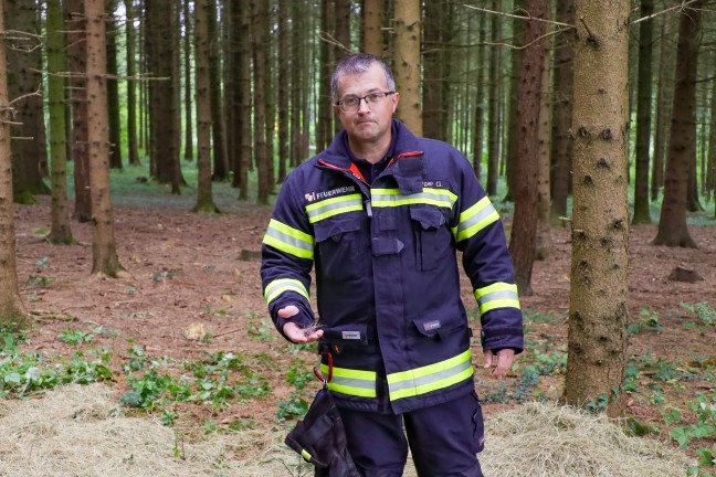 Streng geheimer Einsatz: Elch "Emil" bei Sattledt betubt und im Bhmerwald wieder ausgesetzt