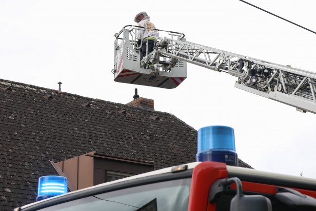 Hornissennest: Verstopfter Kamin sorgt fr verrauchtes Wohnhaus in Wels-Pernau