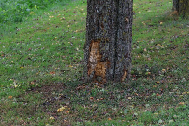 Frontalcrash gegen Baum: Verkehrsunfall in Ried im Traunkreis fordert drei teils Schwerverletzte