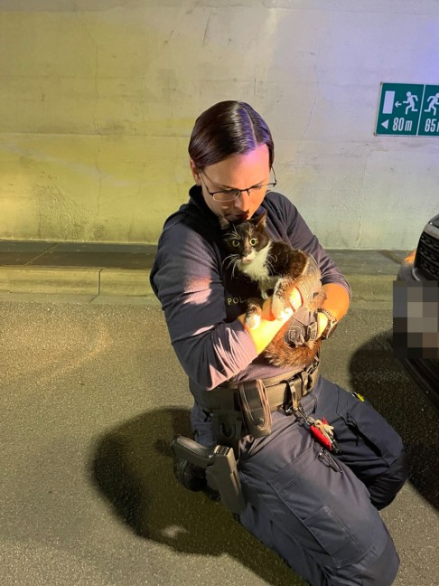Mhlkreisautobahn: Verngstigte Katze aus Tunnel Bindermichl in Linz gerettet