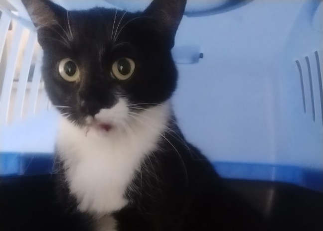 Mhlkreisautobahn: Verngstigte Katze aus Tunnel Bindermichl in Linz gerettet