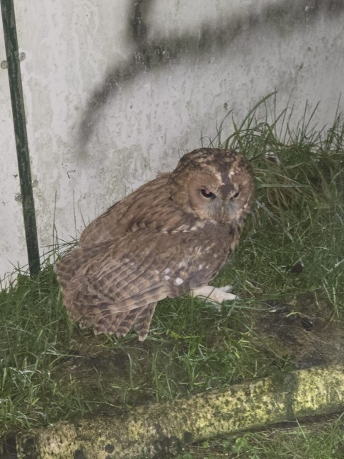 Tierrettung: Junger Waldkauz steckte in einem Kamin in Ottnang am Hausruck fest