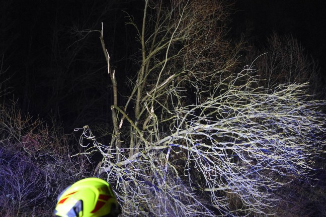 Baum umgestrzt: Feuerwehr mit Teleskopmastbhne in Steinerkirchen an der Traun im Einsatz