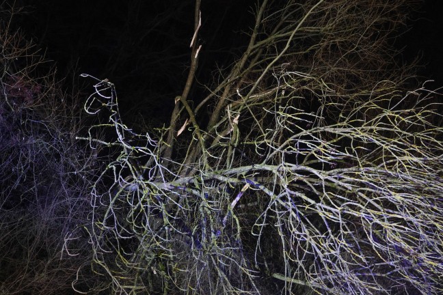 Baum umgestrzt: Feuerwehr mit Teleskopmastbhne in Steinerkirchen an der Traun im Einsatz