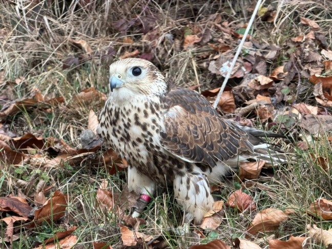 T�dlicher Brand: 85-J�hriger bei Vollbrand eines Wohnhauses in Garsten ums Leben gekommen