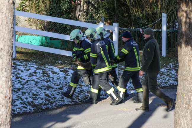 Im Zaun eingeklemmt: Reh in Thalheim bei Wels durch Feuerwehr und J�ger gerettet