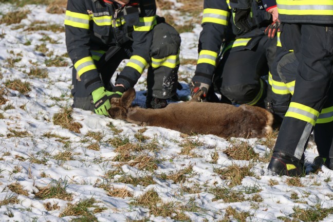 Im Zaun eingeklemmt: Reh in Thalheim bei Wels durch Feuerwehr und J�ger gerettet