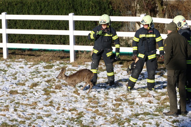 Im Zaun eingeklemmt: Reh in Thalheim bei Wels durch Feuerwehr und J�ger gerettet