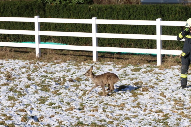 Im Zaun eingeklemmt: Reh in Thalheim bei Wels durch Feuerwehr und J�ger gerettet