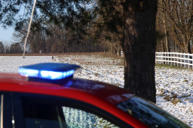 Im Zaun eingeklemmt: Reh in Thalheim bei Wels durch Feuerwehr und J�ger gerettet