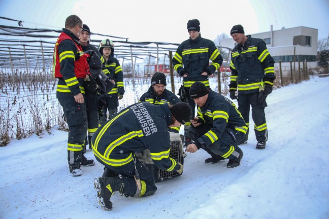 Tierrettung durch Feuerwehr: Kauz steckte im Kamin eines Wohnhauses in Holzhausen fest