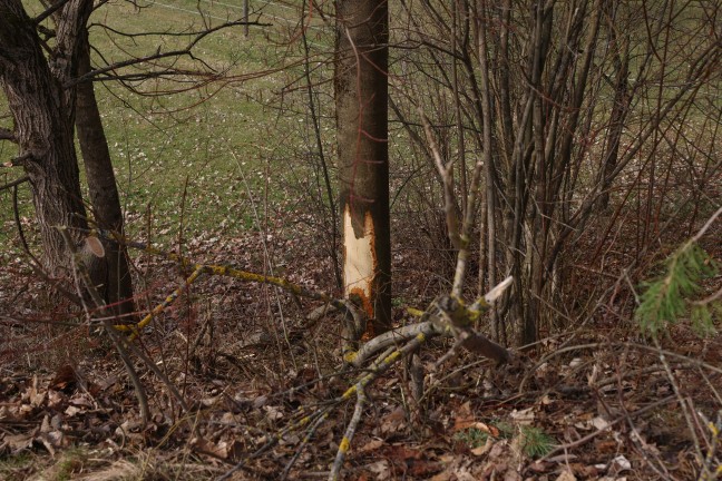 Personenrettung: Auto in Micheldorf in Ober�sterreich von Stra�e abgekommen und gegen Baum geprallt