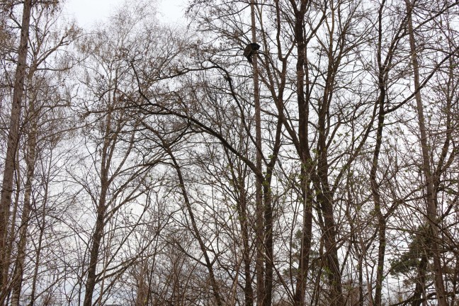 Katze auf Baum: Rettungsaktion durch Feuerwehr in Wels-Vogelweide vorerst erfolglos abgebrochen