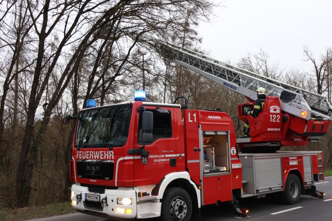 Katze auf Baum: Rettungsaktion durch Feuerwehr in Wels-Vogelweide vorerst erfolglos abgebrochen