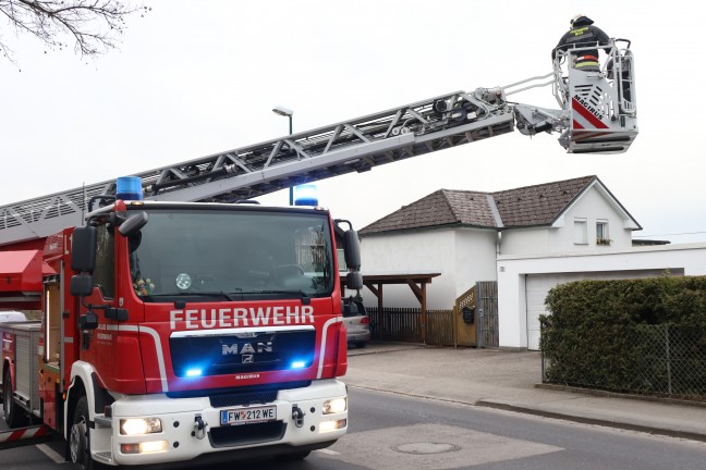 Katze auf Baum: Rettungsaktion durch Feuerwehr in Wels-Vogelweide vorerst erfolglos abgebrochen