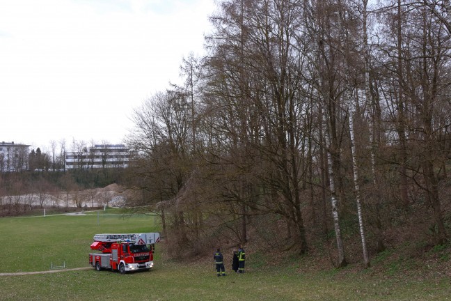 Katze auf Baum: Rettungsaktion durch Feuerwehr in Wels-Vogelweide vorerst erfolglos abgebrochen