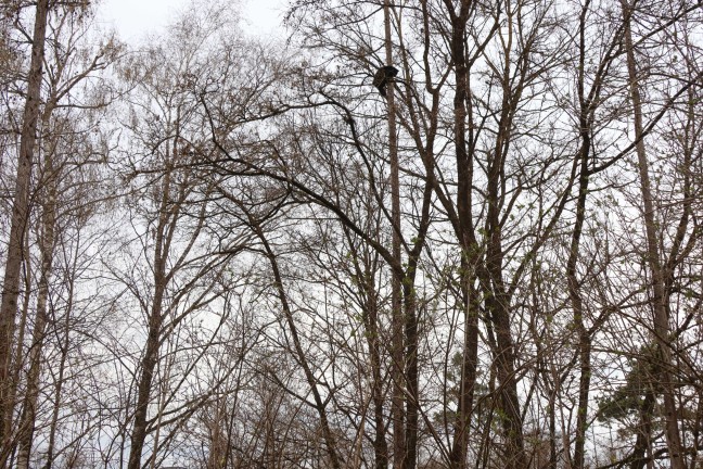 "Hector" gerettet: Baumkletterer holte Kater in Wels-Lichtenegg trotz Sturmb�en und Regen vom Baum