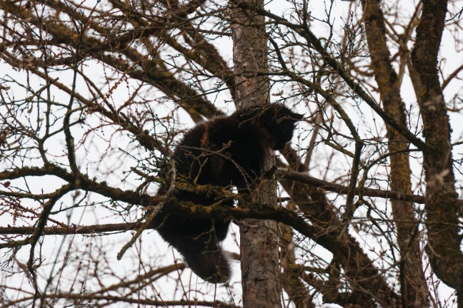 "Hector" gerettet: Baumkletterer holte Kater in Wels-Lichtenegg trotz Sturmb�en und Regen vom Baum