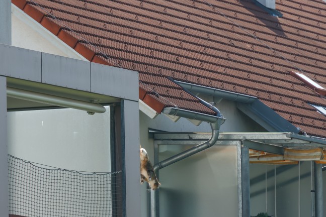 Gewagter Sprung: Katze brachte sich in Krenglbach mit Unterst�tzung der Feuerwehr in Sicherheit