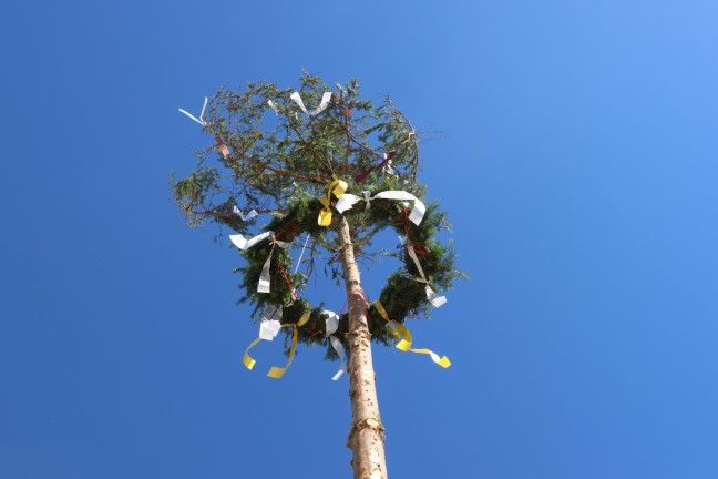 Steinerkirchen an der Traun bekam in einer Nacht-und-Nebelaktion "pr�chtigen Maibaum" geschenkt
