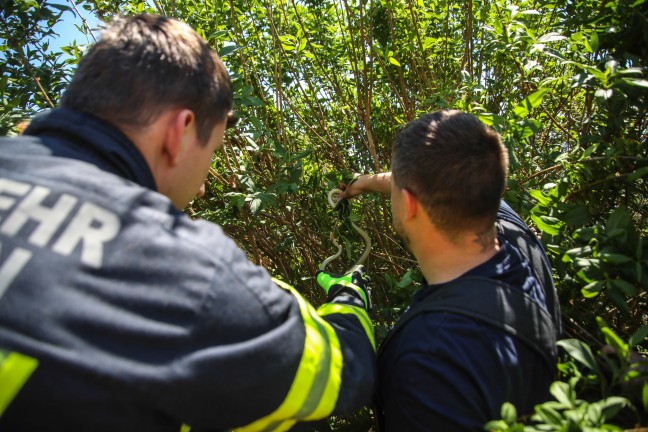 �skulapnatter durch Einsatzkr�fte der Feuerwehr aus Garten in Marchtrenk gerettet