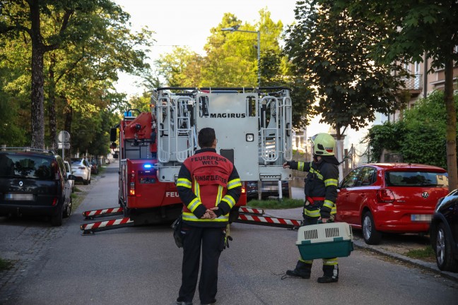 Katze am Baum: Feuerwehr mit Drehleiter bei Tierrettung in Wels-Innenstadt im Einsatz