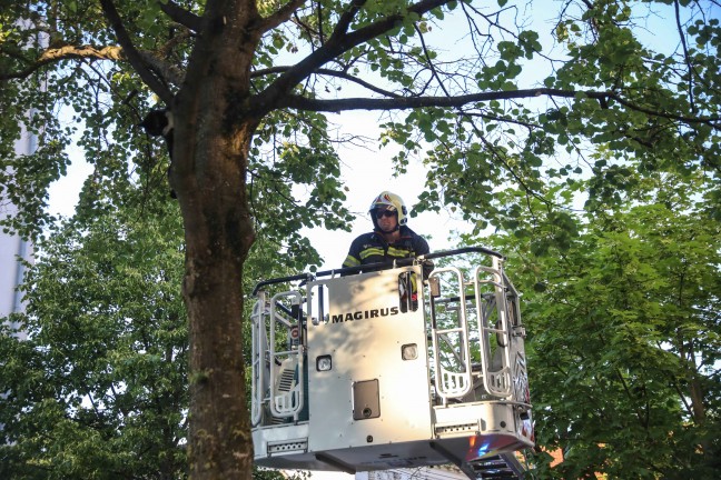 Katze am Baum: Feuerwehr mit Drehleiter bei Tierrettung in Wels-Innenstadt im Einsatz