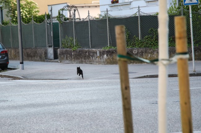 Katze am Baum: Feuerwehr mit Drehleiter bei Tierrettung in Wels-Innenstadt im Einsatz