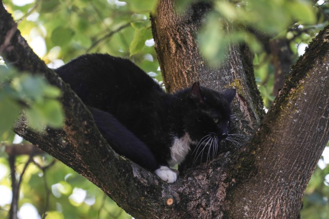 Katze am Baum: Feuerwehr mit Drehleiter bei Tierrettung in Wels-Innenstadt im Einsatz
