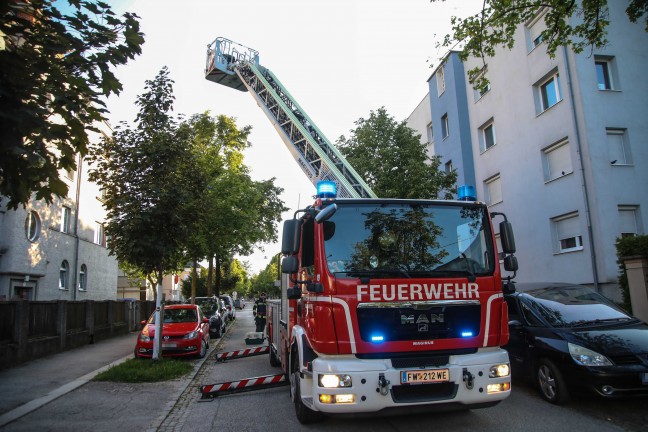 Katze am Baum: Feuerwehr mit Drehleiter bei Tierrettung in Wels-Innenstadt im Einsatz