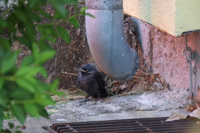 Vogel gerettet: Dohle aus Dachrinnenablauf eines Mehrparteienwohnhauses in Wels-Vogelweide gerettet