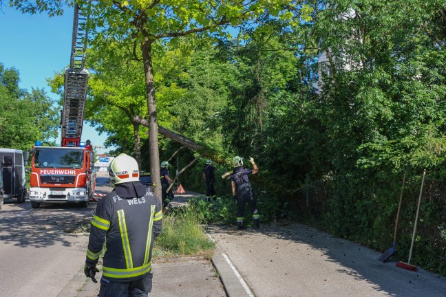 Teilweise umgest�rzt: Feuerwehr musste morschen Teil eines Baumes in Wels-Neustadt beseitigen