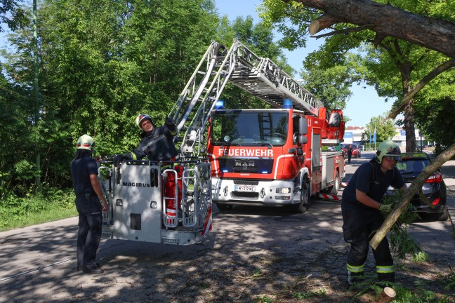 Teilweise umgest�rzt: Feuerwehr musste morschen Teil eines Baumes in Wels-Neustadt beseitigen