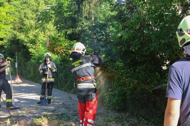 Teilweise umgest�rzt: Feuerwehr musste morschen Teil eines Baumes in Wels-Neustadt beseitigen