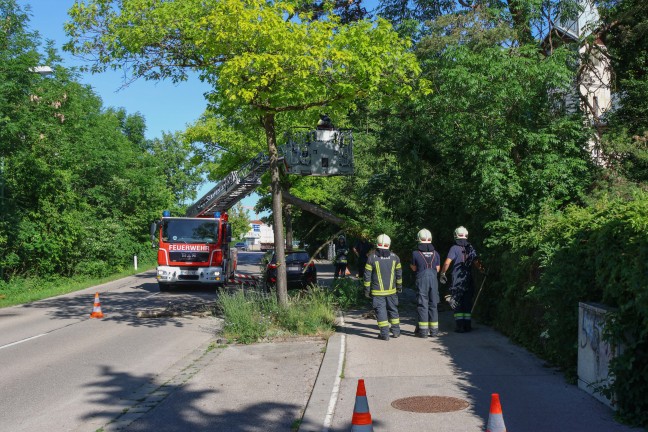 Teilweise umgest�rzt: Feuerwehr musste morschen Teil eines Baumes in Wels-Neustadt beseitigen