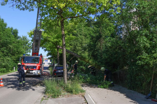 Teilweise umgest�rzt: Feuerwehr musste morschen Teil eines Baumes in Wels-Neustadt beseitigen