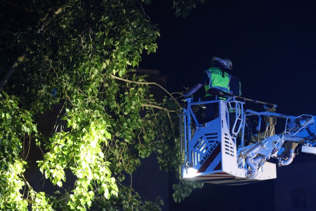 Drehleitereinsatz der Feuerwehr: Katze in Wels-Vogelweide von Polizistin aus Baum gerettet