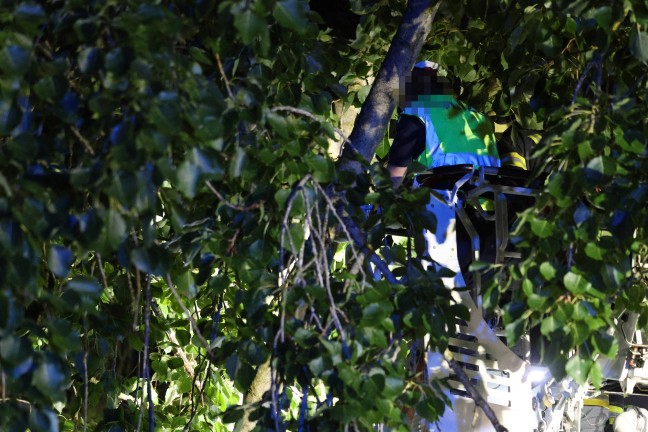 Drehleitereinsatz der Feuerwehr: Katze in Wels-Vogelweide von Polizistin aus Baum gerettet