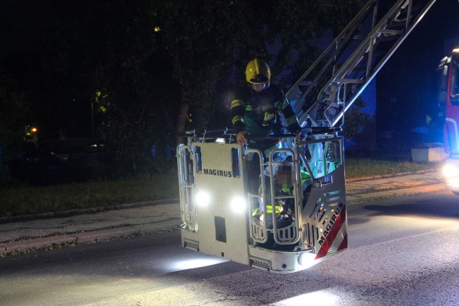 Drehleitereinsatz der Feuerwehr: Katze in Wels-Vogelweide von Polizistin aus Baum gerettet