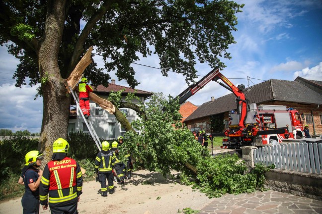 Feuerwehr im Einsatz: �ste eines gro�en Baumes in Marchtrenk durch Baufahrzeug besch�digt