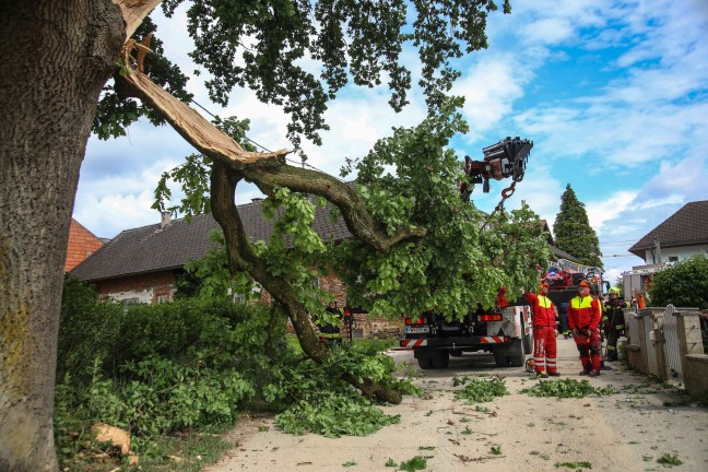 Feuerwehr im Einsatz: �ste eines gro�en Baumes in Marchtrenk durch Baufahrzeug besch�digt