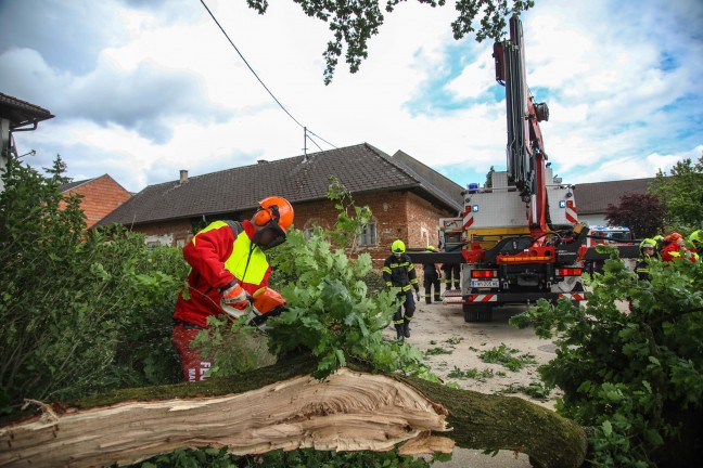 Feuerwehr im Einsatz: �ste eines gro�en Baumes in Marchtrenk durch Baufahrzeug besch�digt