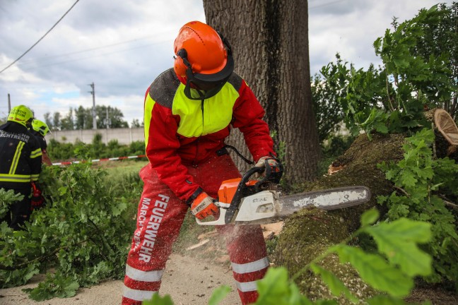 Feuerwehr im Einsatz: �ste eines gro�en Baumes in Marchtrenk durch Baufahrzeug besch�digt