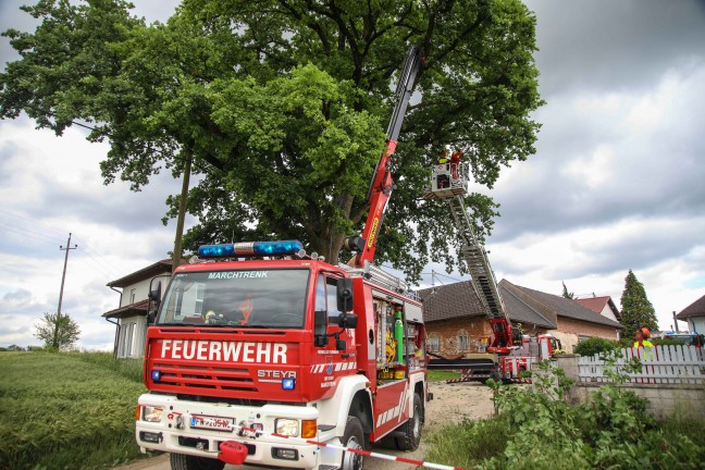 Feuerwehr im Einsatz: �ste eines gro�en Baumes in Marchtrenk durch Baufahrzeug besch�digt