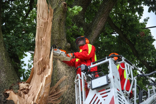 Feuerwehr im Einsatz: �ste eines gro�en Baumes in Marchtrenk durch Baufahrzeug besch�digt