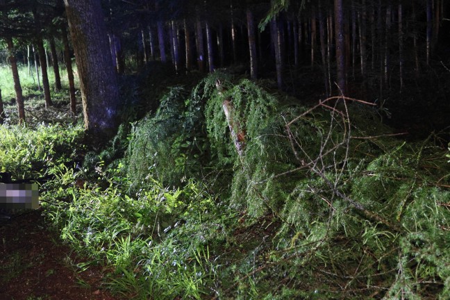 Auto in einem Waldst�ck in Bad Wimsbach-Neydharting gegen mehrere B�ume geprallt