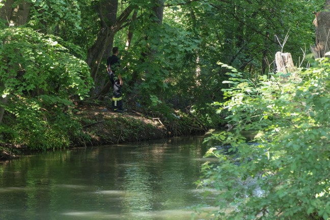 Schwimmendes Reh im M�hlbach sorgte f�r Einsatz der Feuerwehr und der Polizei in Wels-Schafwiesen
