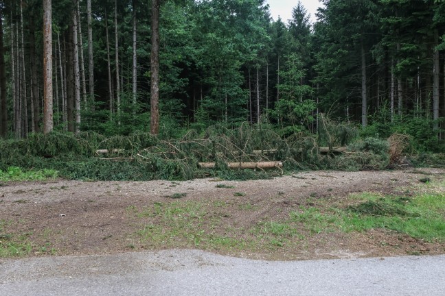 Personenrettung nach schwerem Forstunfall in einem Waldst�ck bei Meggenhofen
